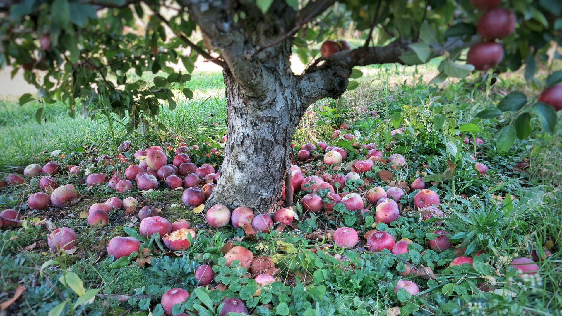 Apple Orchard Tree Trunk, Red Fallen Apples on Ground Apple Orchard Tree Trunk, Red Fallen Apples on Ground