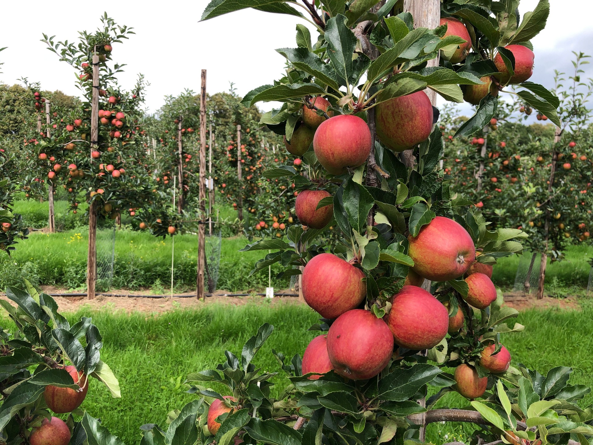 Gala apples in a commercial orchard in Gloucestershire, England in summer Gala apples in a commercial orchard in Gloucestershire, England in summer