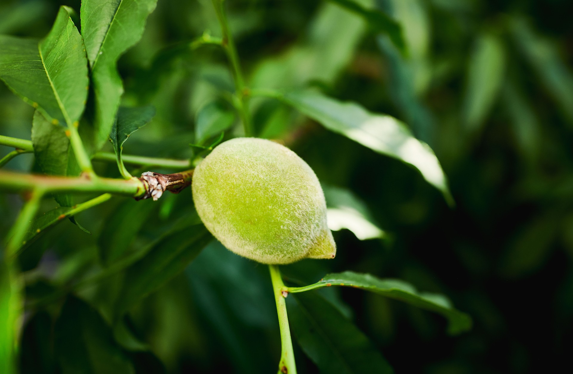 Close-Up of Fresh Green Peach on Tree Branch Close-Up of Fresh Green Peach on Tree Branch