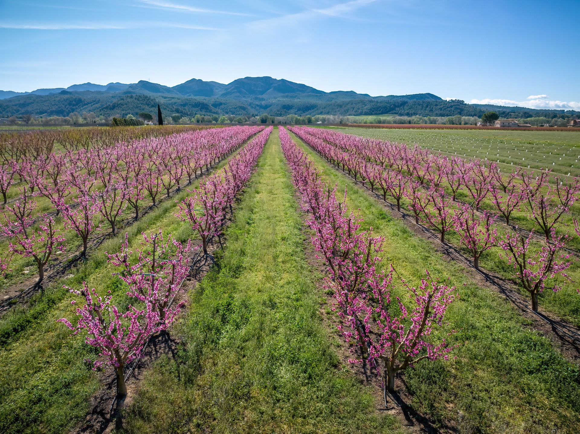 Aerial view of beautiful blossom fruit trees in springtime Aerial view of beautiful blossom fruit trees in springtime